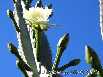 Cereus hildmannianus subs. uruguayanus