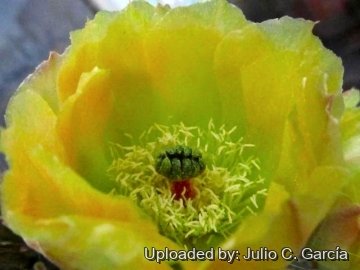 Opuntia leucotricha