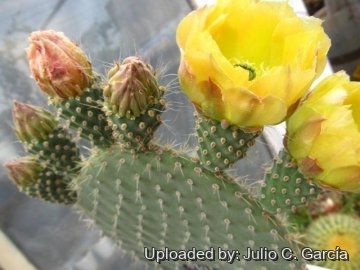 Opuntia leucotricha