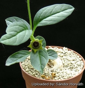 Brachystelma chlorozonum