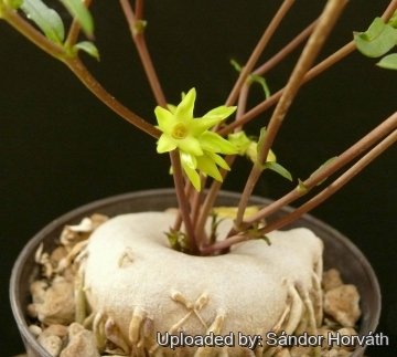 Brachystelma vahrmeijeri