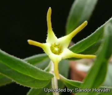 Brachystelma praelongum subs. thunbergii