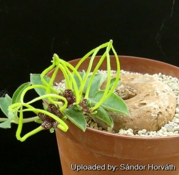 Brachystelma megasepalum