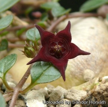 Brachystelma pulchellum