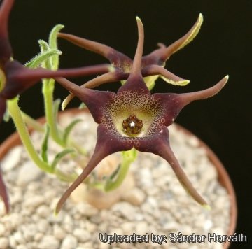 Brachystelma foetidum