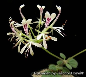 Pelargonium curviandrum