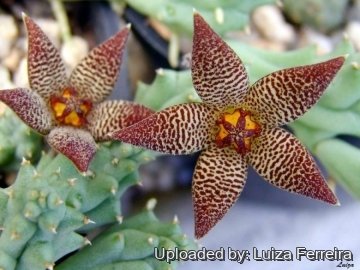 Piaranthus disparilis