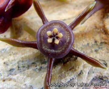 Duvalia caespitosa