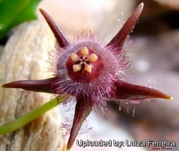 Duvalia corderoyi