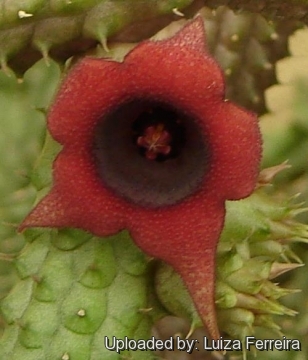 Huernia schneideriana