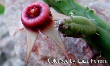 Huernia procumbens