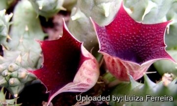 Huernia keniensis