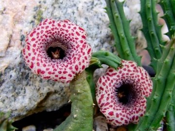 Huernia hislopii