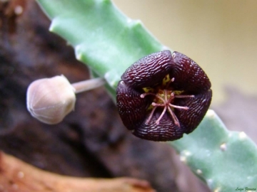 Stapelia engleriana