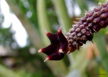 Echidnopsis sharpei subs. ciliata