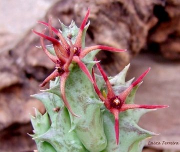Orbea baldratii