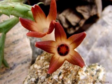 Orbea distincta