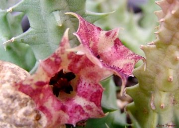 Huernia macrocarpa var. cerasina