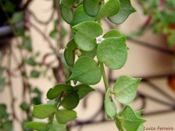 Dischidia ruscifolia