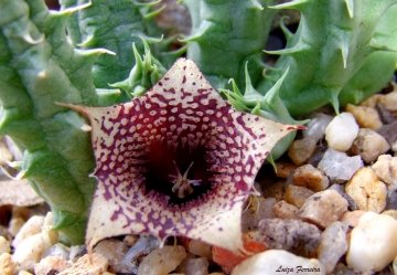 Huernia saudi-arabica