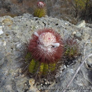 Melocactus harlowii