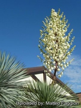 Yucca rostrata