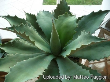 Agave pachycentra