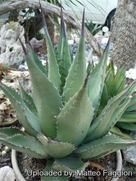 Agave cerulata subs. nelsonii