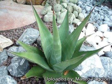 Agave havardiana