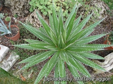 Agave impressa