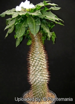 Pachypodium lamerei f. compacta