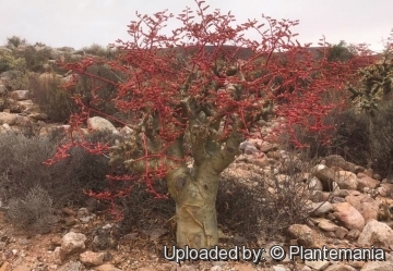 Tylecodon paniculatus