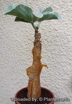 Cyphostemma currorii