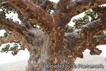 Sterculia africana subs. socotrana