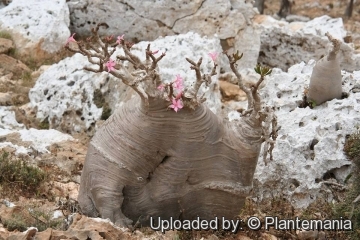 Adenium obesum subs. socotranum