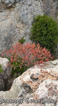 Euphorbia dendroides