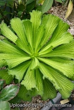 Euphorbia venenifica