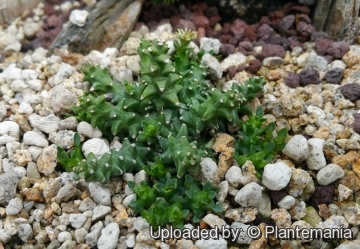 Euphorbia planiceps