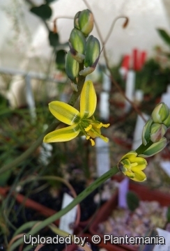 Albuca concordiana