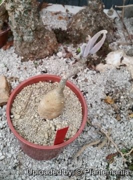 Adenium obesum subs. oleifolium