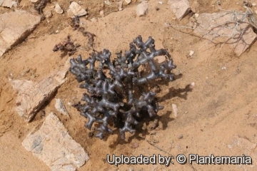 Pelargonium mirabile