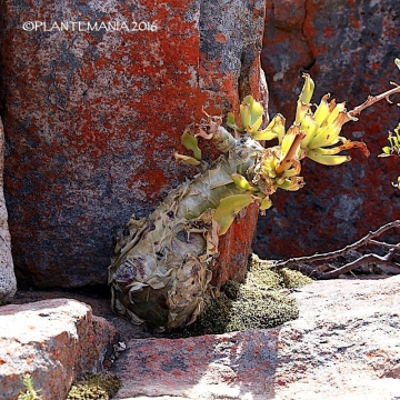 Tylecodon paniculatus