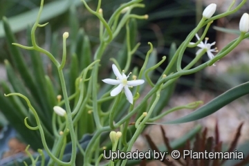 Bowiea volubilis subs. gariepensis