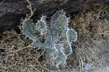 Euphorbia cactus