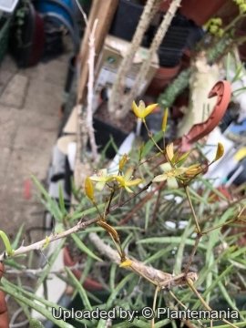 Alluaudiopsis fiherenensis