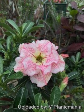 Adenium obesum hybrid