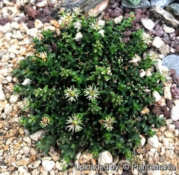 Euphorbia planiceps