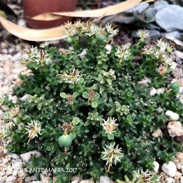 Euphorbia planiceps
