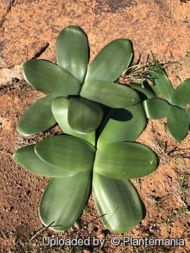 Brunsvigia bosmaniae