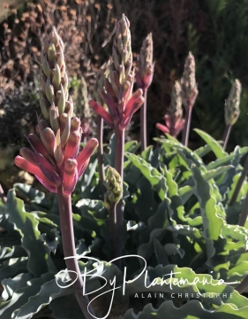 Veltheimia capensis